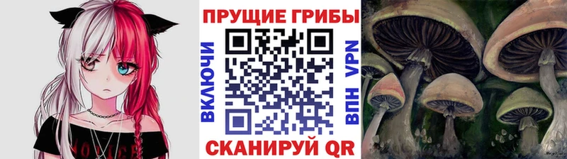 Псилоцибиновые грибы Cubensis  Купить где  Солнечногорск 